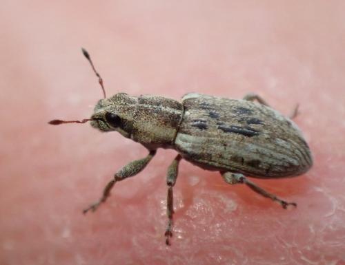 Sitona sp.